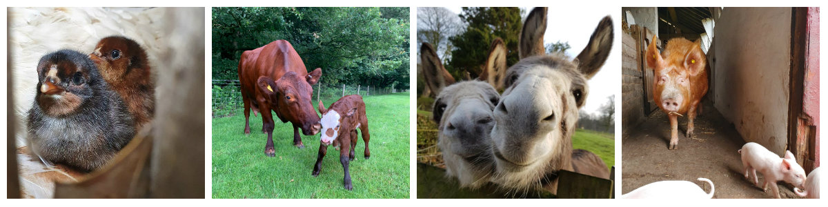 summer farm collage