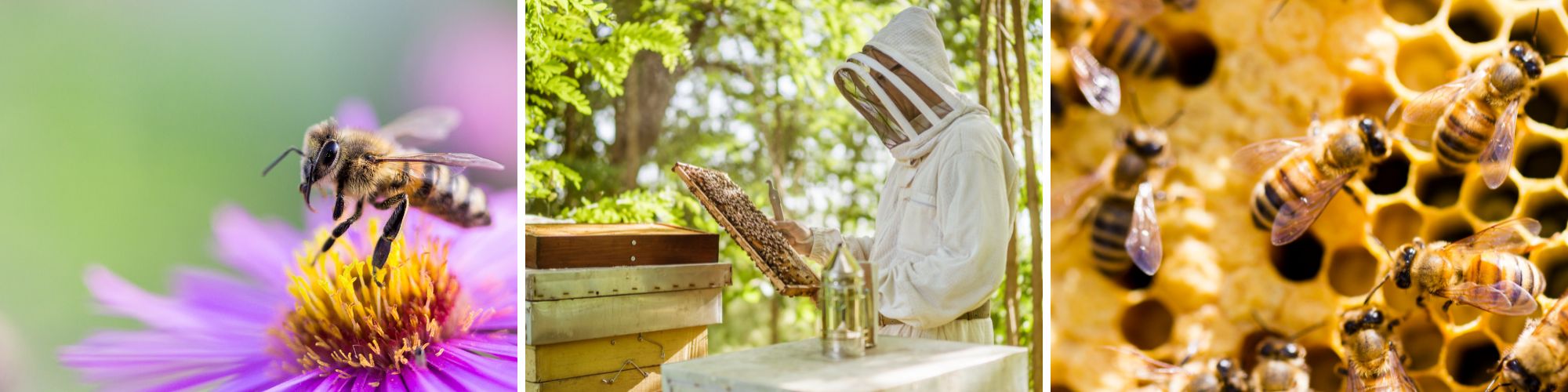 Beekeeping Collage