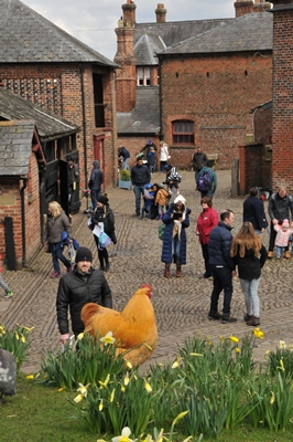 Farm mill and hen