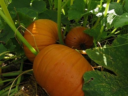 Pumpkin autumn web size