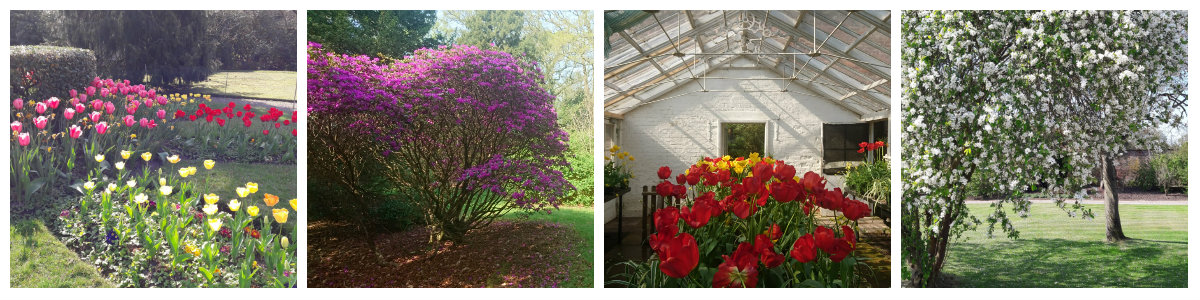 Collage of Spring blooms