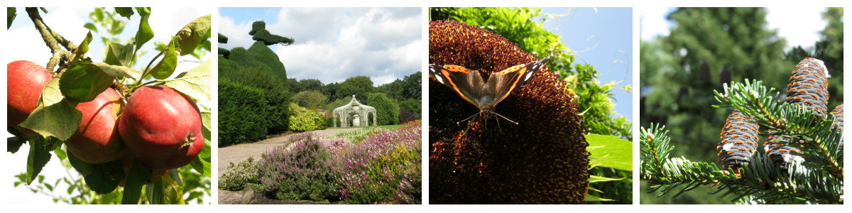 early autumn garden collage