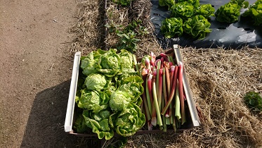 kitchen garden produce thumbnail