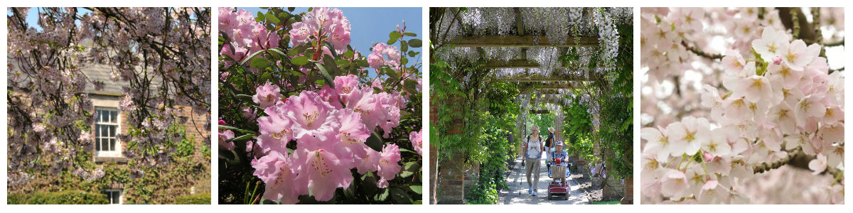 blossom collage