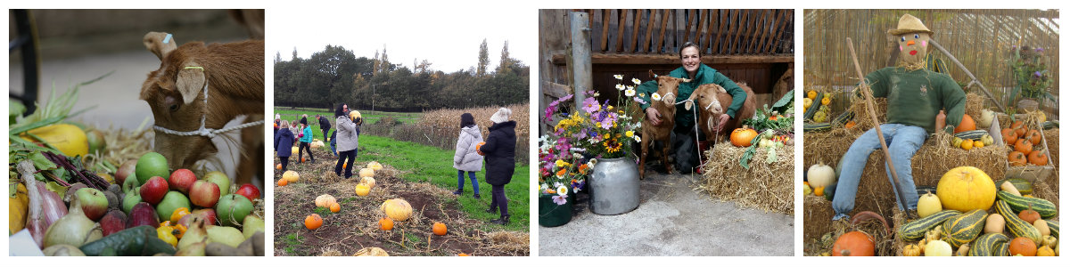 farm autumn collage