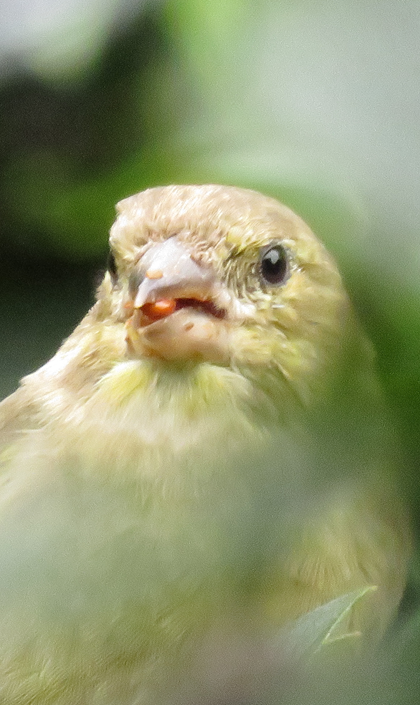 greenfinch