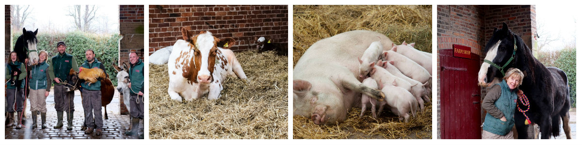 farm news winter collage 2
