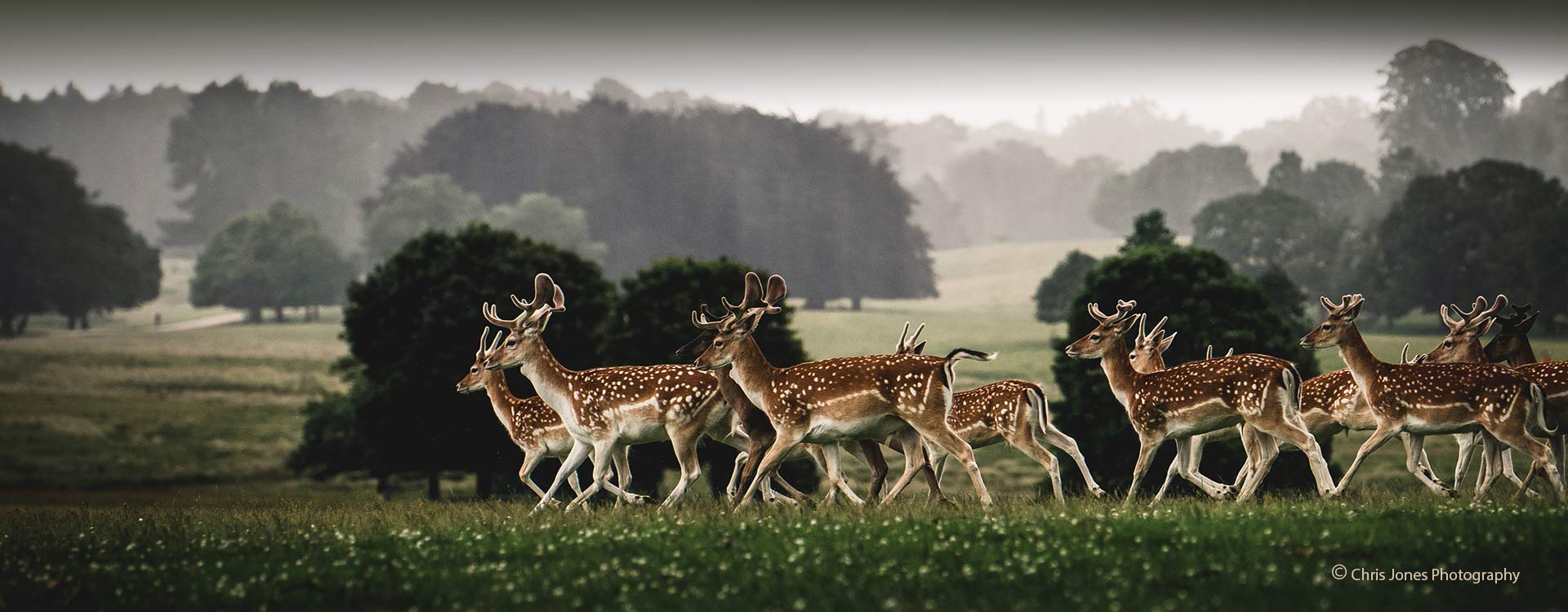 Spotted deer during winter in Tatton Park