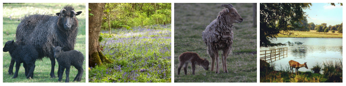 spring parkland collage