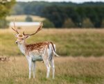 Family Deer Workshop