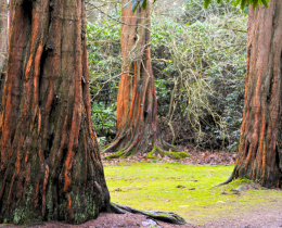 'The Lovell Quinta Arboretum and its National Collections' Tatton Garden Society Lecture by David Skidmore