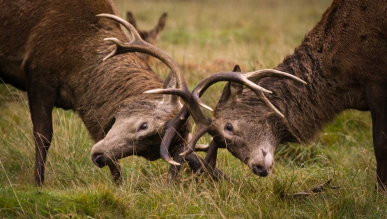 Deer Rutting Homepage