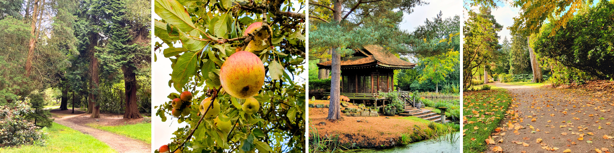 Autumnal_Gardens_Collage2_2024