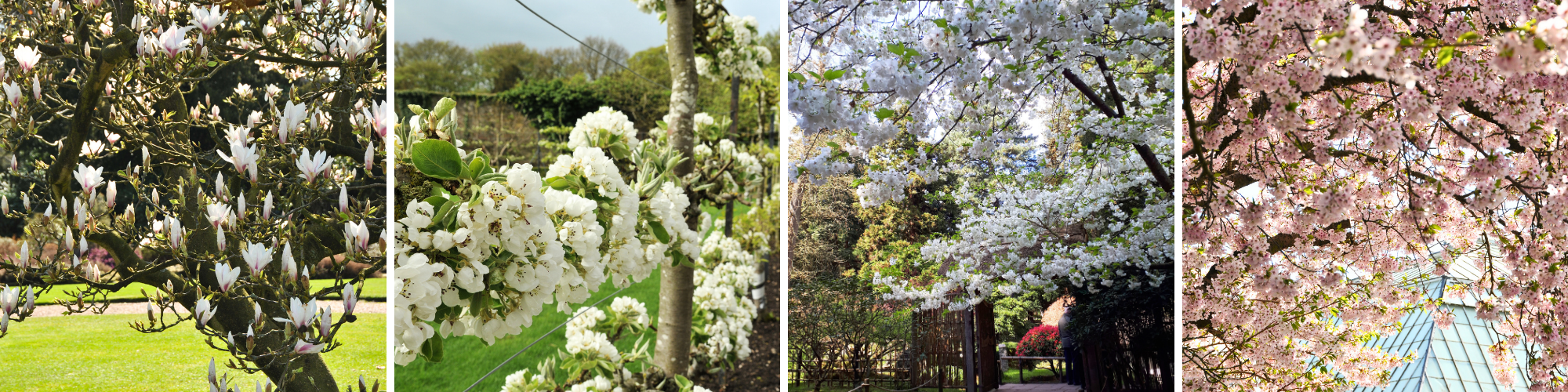 Spring_Blossom_Collage_2025