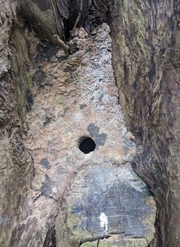 Hole in Tree
