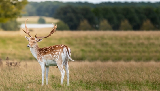 Spring Deer Homepage