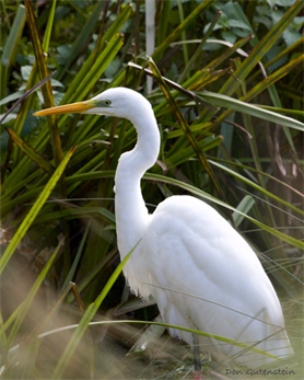 Winter Parkland Bird