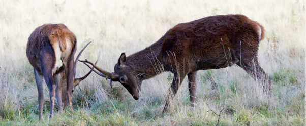 Winter Young Stags