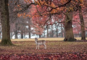 autumn Deer