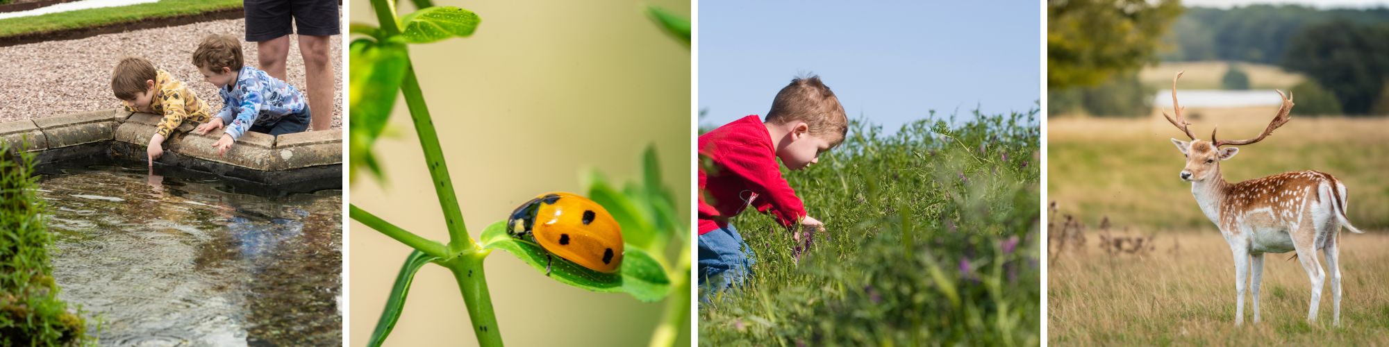 Wildlife explorers