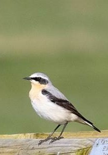 wheatear